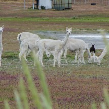 Shaved Alpacas on the road to Cerro Sombrero